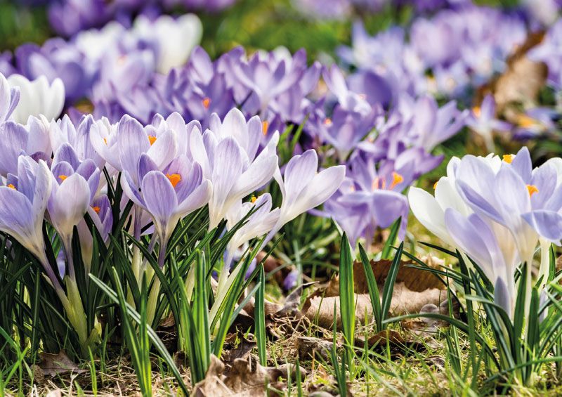 Eindrucksvoller Blütenteppich 