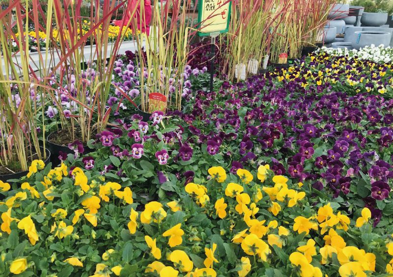 „Wo Blumen blühen, lächelt die Welt!”                           