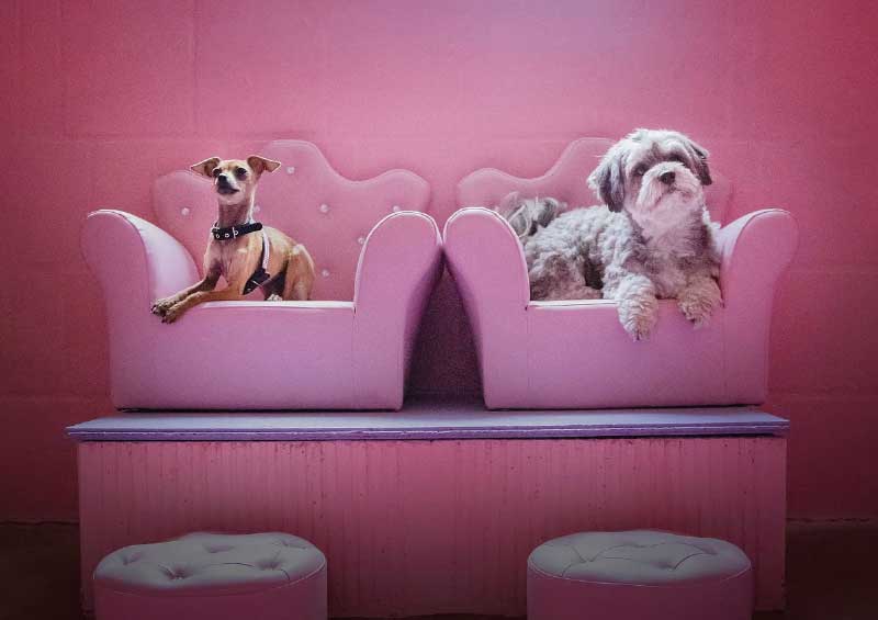 „Das Hotel für alle Felle“: