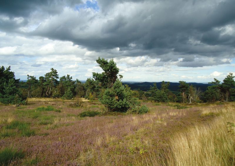 TEAMPLAYER MIT POTENZIAL