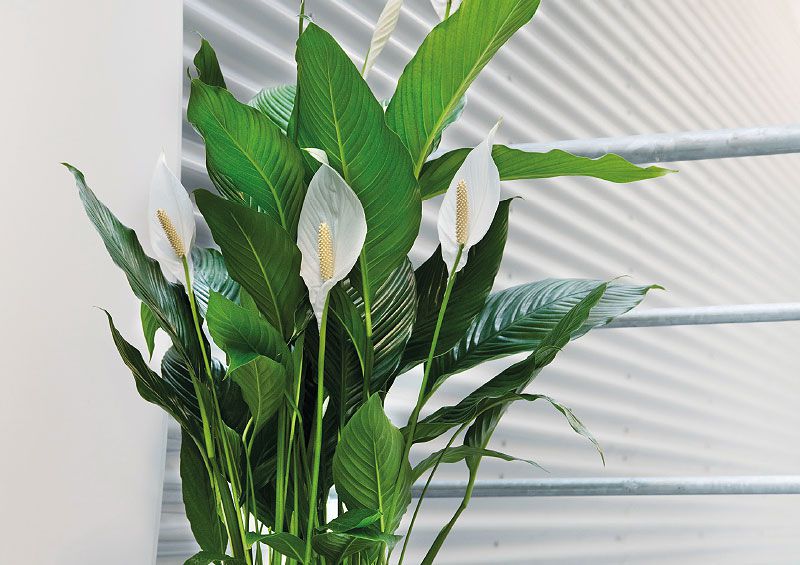 ENDLICH FRISCHE LUFT!